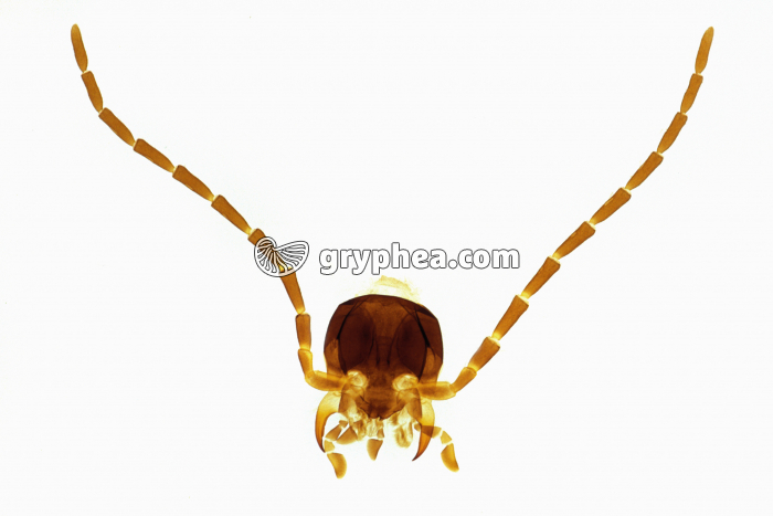 Tête d'insecte - Type broyeur - Cantharis x3 - gryphea.org